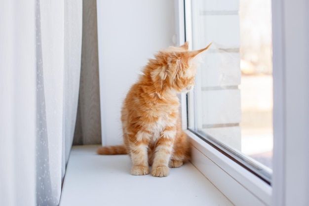 un chaton roux est assis sur la fenêtre