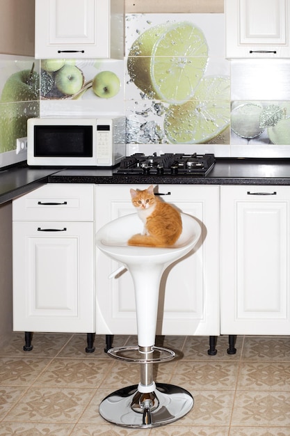 Un chaton roux est assis sur un tabouret de bar dans une petite cuisine Intérieur de la maison et animaux domestiques