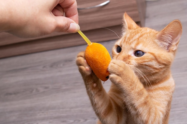 Chaton roux jouant avec un jouet pour chat