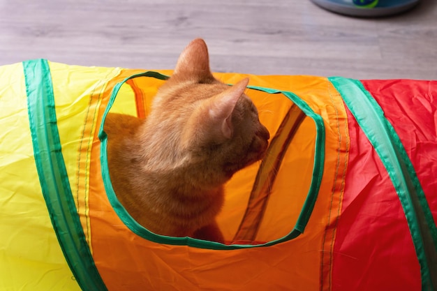 Chaton roux jouant avec un tunnel de jouets