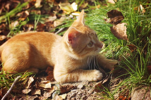 Chaton roux se trouve dans l'herbe avec des feuilles tombées à l'automne.