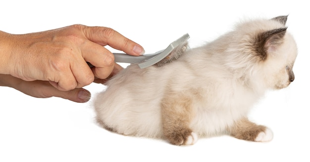 Chaton sacré de Birmanie brossé sur fond blanc