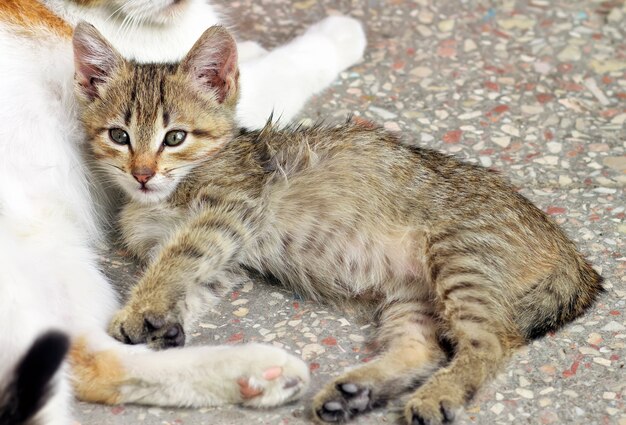 Chaton sans-abri allongé à côté de sa mère chat