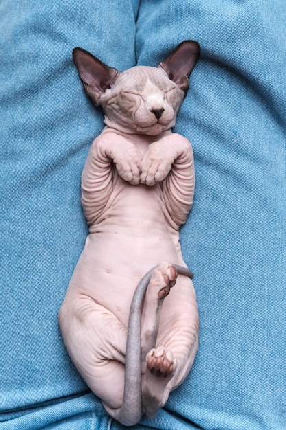 Chaton sans poils Sphynx avec les yeux fermés dormir allongé sur le dos sur un jean bleu Vue de dessus