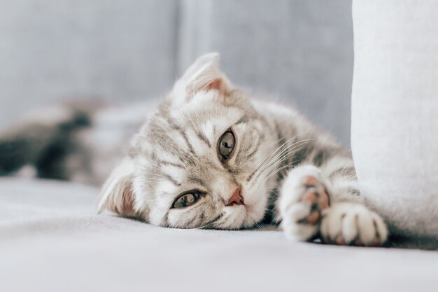 Chaton Scottish Fold assis sur le canapé