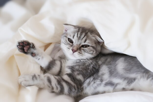 Chaton Scottish Fold assis dans son lit