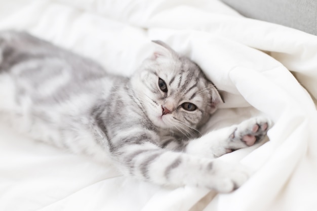 Chaton Scottish Fold assis dans son lit