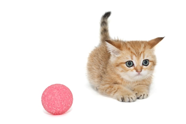 Chaton Scottish fold et balle jouet