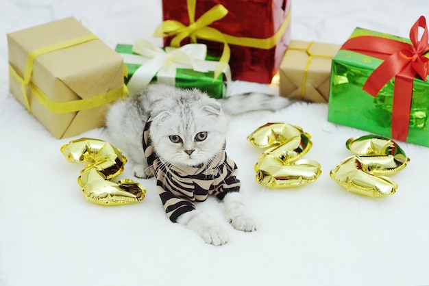 Un chaton Scottish fold dans un costume de tigre se trouve dans le contexte des cadeaux de Noël et des chiffres 2022. Année du Tigre