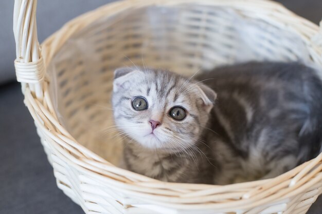 Chaton Scottish Fold mignon dans un panier