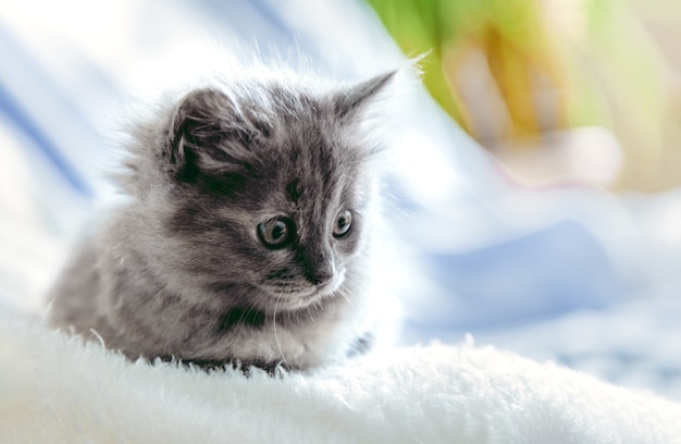 Le chaton se détend à l'intérieur de la maison. Portrait de beau chaton gris se détendre sur fond à carreaux de couleur bleu doux. Animal domestique couché avec espace de copie. Chat de mammifère animal domestique heureux.