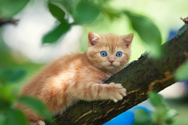 Chaton se faufilant sur l'arbre