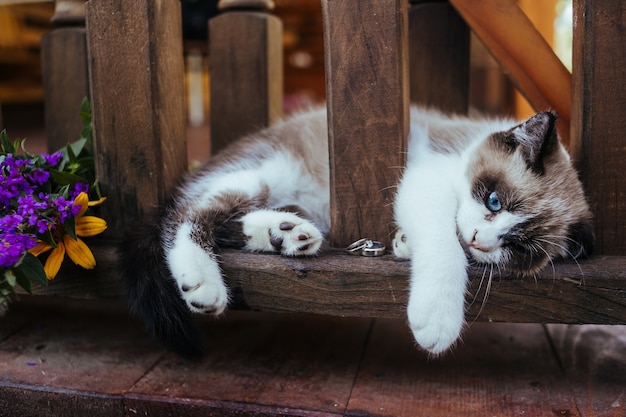 Chaton se trouve sur une balustrade en bois marron avec bague de mariage en or blanc