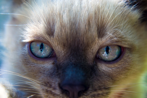 Chaton siamois aux yeux bleus au soleil