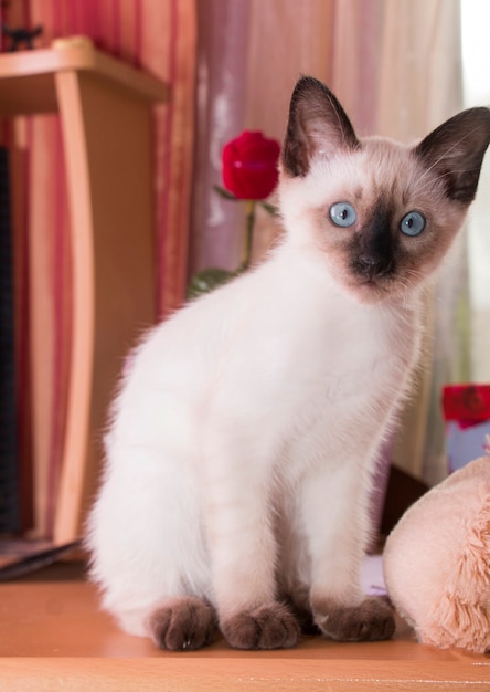 Photo le chaton siamois aux yeux bleus est assis sur une table