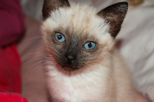 Chaton siamois aux yeux bleus, nouveau-né