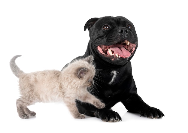 chaton siamois et staffy devant un fond blanc