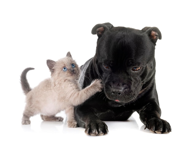 Chaton siamois et staffy en studio