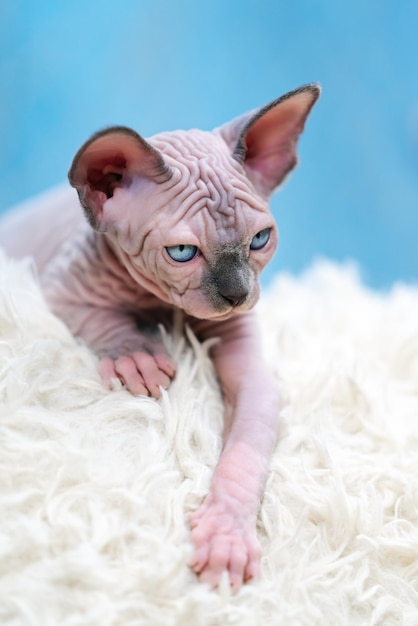 Chaton Sphynx Cat allongé sur un tapis blanc et fond bleu