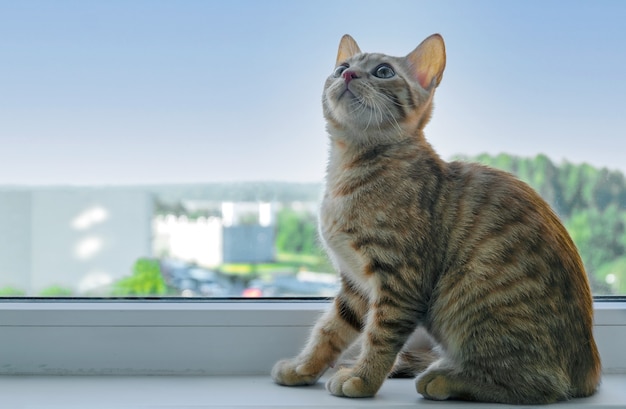Le chaton tabby au gingembre est assis sur le rebord de la fenêtre et lève les yeux