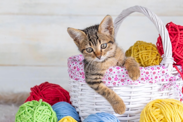 Un chaton tabby avec des boules de laine dans un panier.