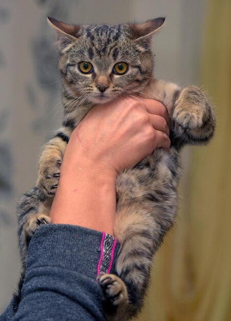 Photo chaton tabby brun à poil court européen en personne à la main