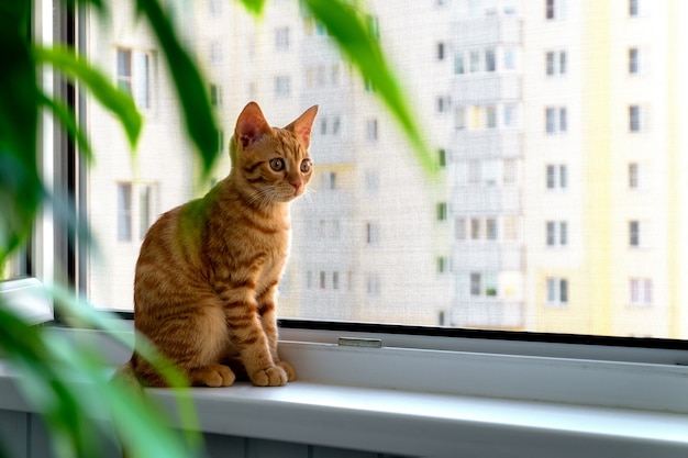 Le chaton tabby de gingembre se repose sur le rebord de la fenêtre