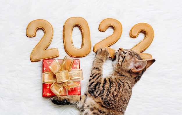 Un chaton tente la force des chiffres de la nouvelle année 2022 avec un coffret cadeau dans ses pattes