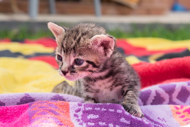 Chaton tigré adorable et somnolent