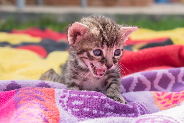 Chaton tigré adorable et somnolent