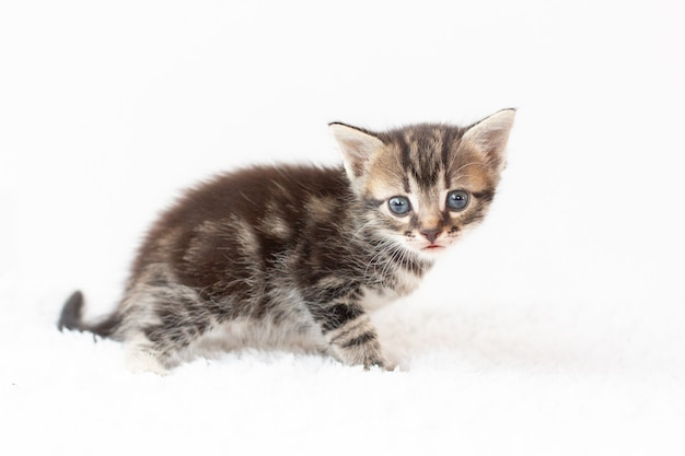 Chaton tigré assis sur fond blanc