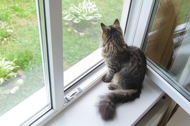 Chaton tigré assis sur le rebord de la fenêtre en été. Chat domestique rayé assis près de la fenêtre ouverte