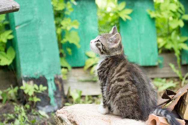 Chaton tigré gris à l'extérieur