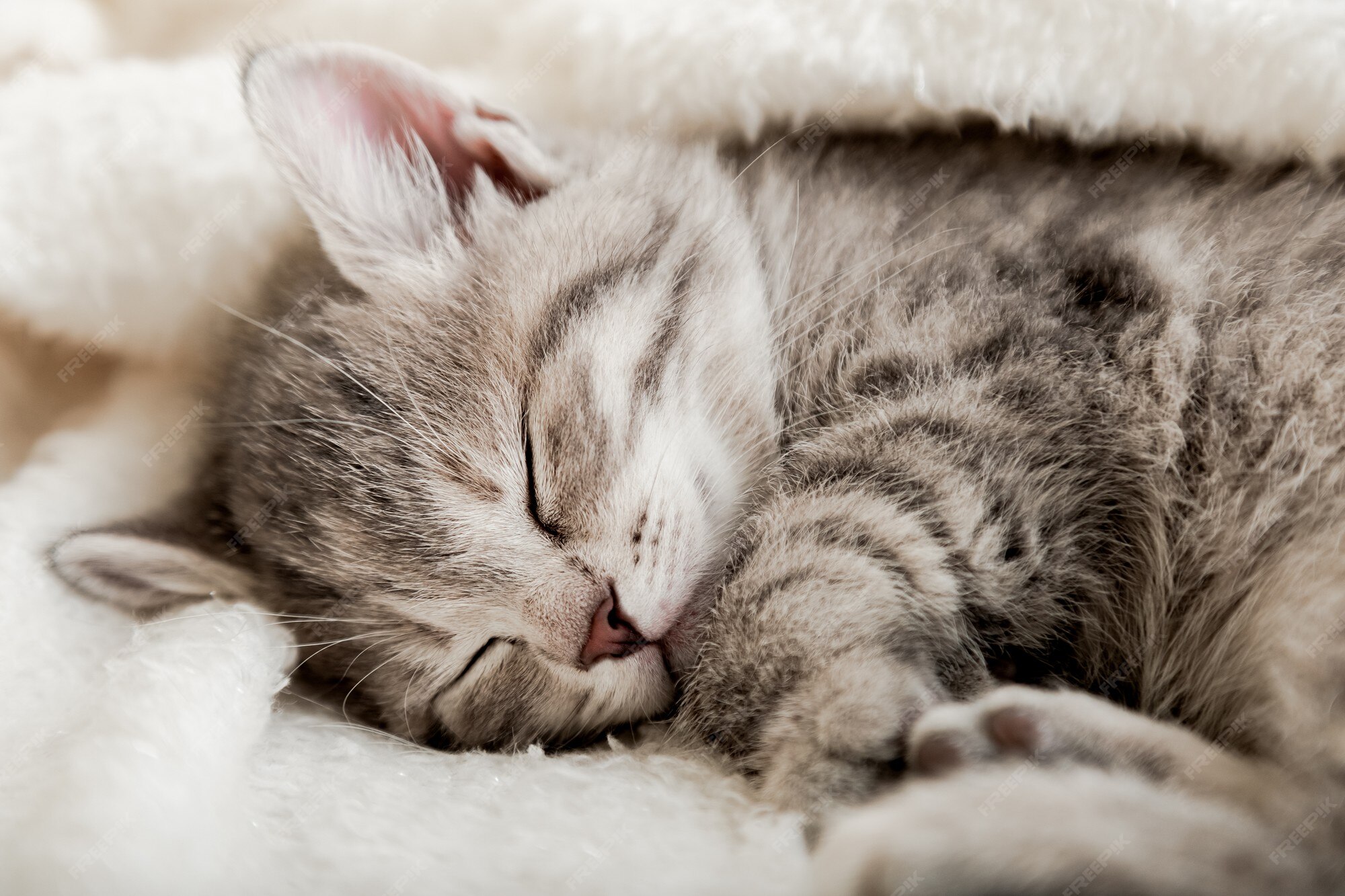 Un Chaton Tigre Mignon Dort Sur Une Couverture Douce Blanche Les Chats Se Reposent Sur Le Lit Dormir Confortablement Dans Une Maison Confortable Le Chat Dort Sur Un Oreiller Sous Une Couverture