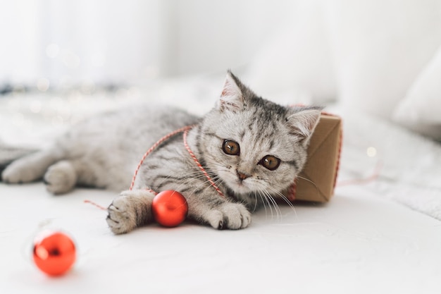 Un chaton tigré mignon de la race écossaise de chat droit joue avec des jouets de Noël