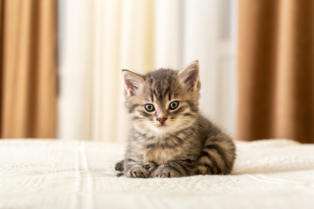 Le chaton tigré mignon se trouve sur le plaid blanc à la maison. Chaton nouveau-né, bébé chat, concept d'animal et de chat pour enfants. Animal domestique. Animal domestique. Chat domestique confortable, chaton.