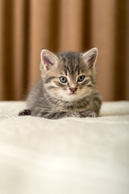 Le chaton tigré mignon se trouve sur le plaid blanc à la maison. Chaton nouveau-né, bébé chat, concept d'animal et de chat pour enfants. Animal domestique. Animal domestique. Chat domestique confortable, chaton.