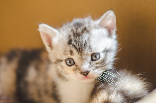 Chaton trois couleurs sur fond marron