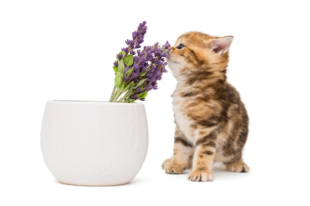 Chaton et un vase avec fleur de lavande