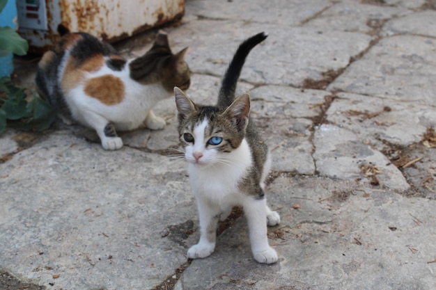 Un chaton avec des yeux de couleurs différentes sur l'île de Symi en Grèce