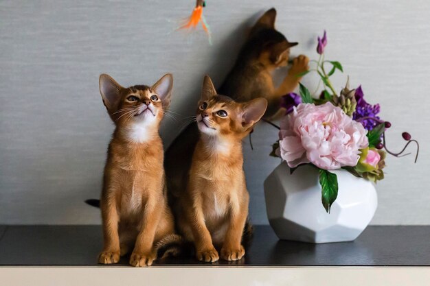 Les chatons Abyssins rouges sont drôles et joyeux