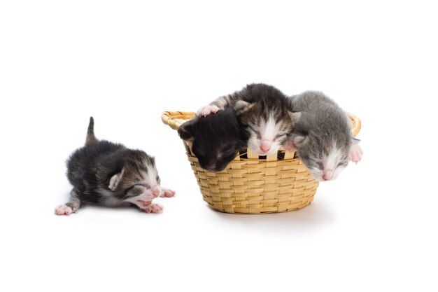 Chatons aveugles dans un panier.