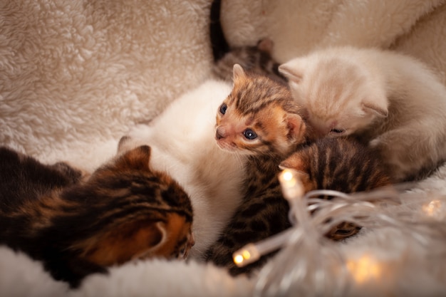 Chatons Bengal sur un plaid beige.