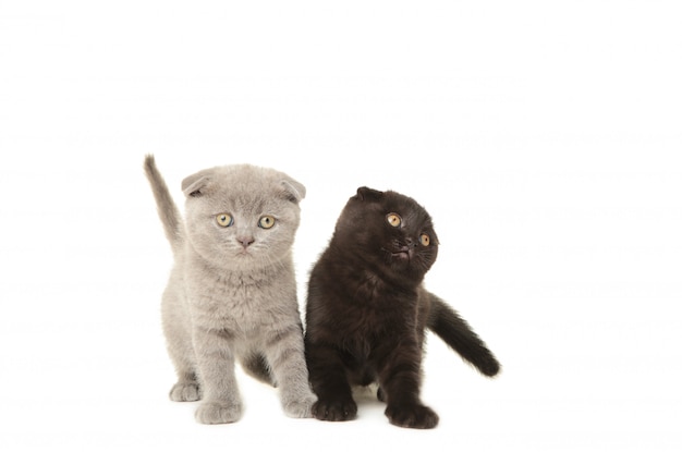 Chatons britanniques noir et gris isolés sur blanc