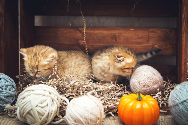 Les chatons British Shorthair jouent avec des pelotes de fil dans une boîte en bois. Style rustique.