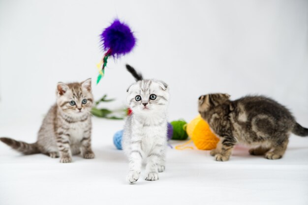 Chatons British Shorthair