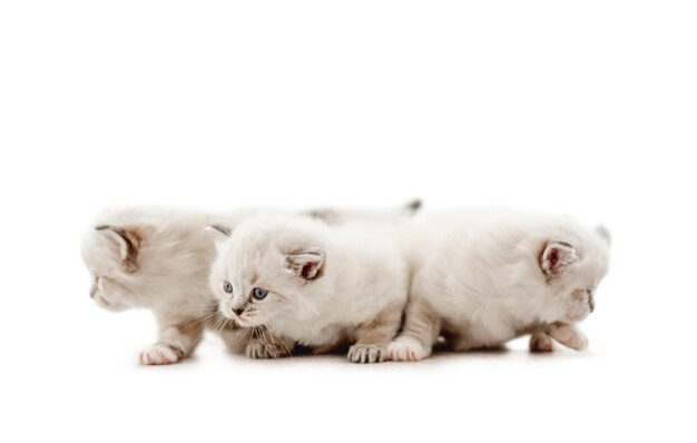 Chatons chat Ragdoll isolés sur fond blanc