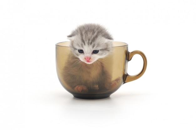 Chatons en coupe