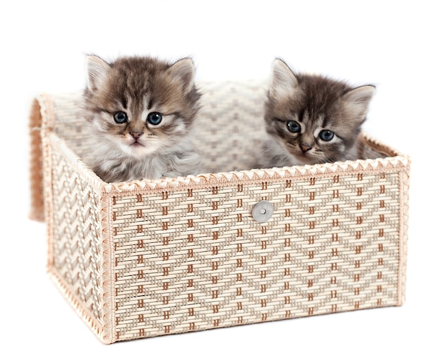 Chatons dans une boîte cadeau. Il est isolé sur un fond blanc