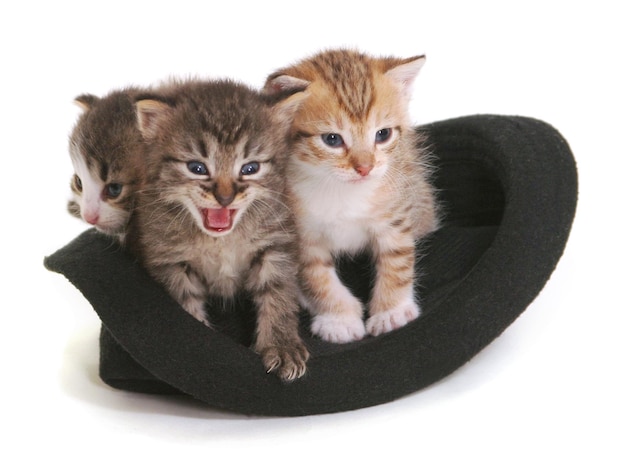 Chatons dans un chapeau